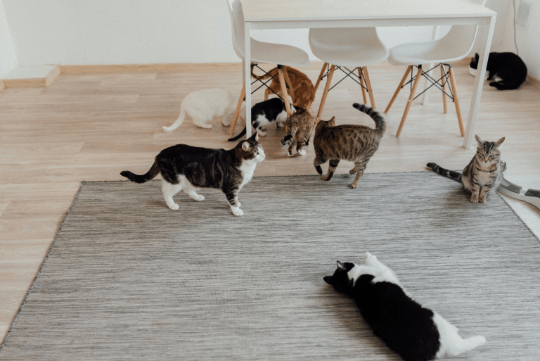 Multiple cats sitting on a rug.